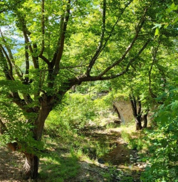 Alexandra Forest House Villa Kavala Buitenkant foto